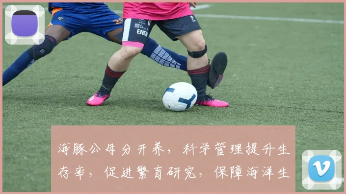 海豚公母分开养，科学管理提升生存率，促进繁育研究，保障海洋生态平衡